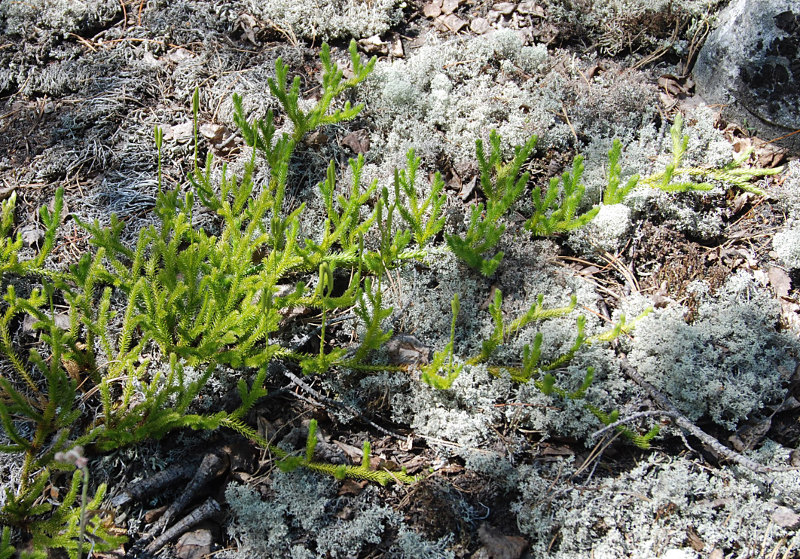 Image of Lycopodium clavatum specimen.