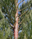 Sequoiadendron giganteum. Средняя часть ствола молодого растения. Германия, г. Дюссельдорф, Ботанический сад университета. 10.03.2014.