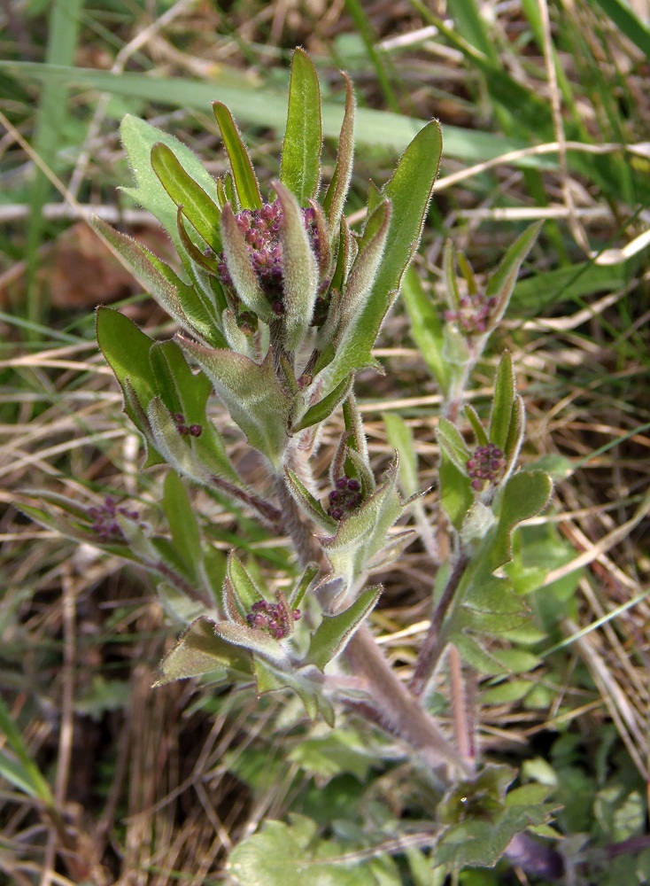 Изображение особи Arabidopsis arenosa.