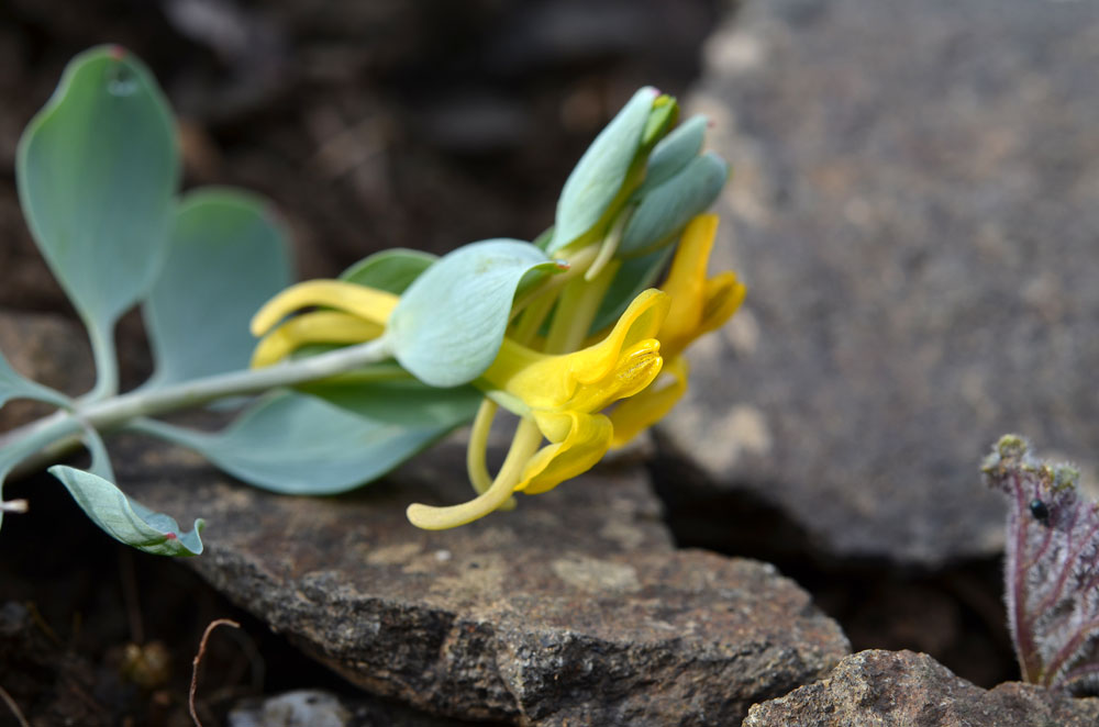 Image of Corydalis nevskii specimen.