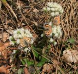 Petasites albus