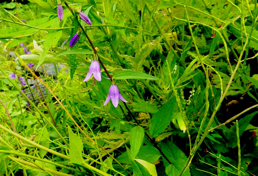 Image of Campanula rapunculoides specimen.