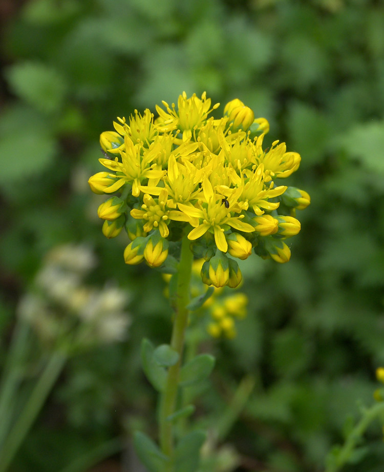 Image of Sedum forsterianum specimen.