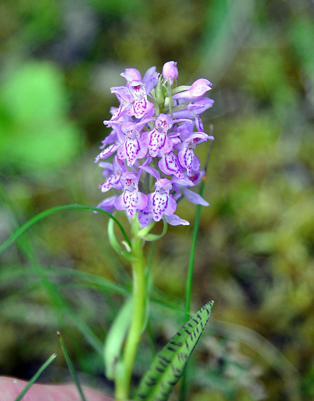 Image of Dactylorhiza baltica specimen.