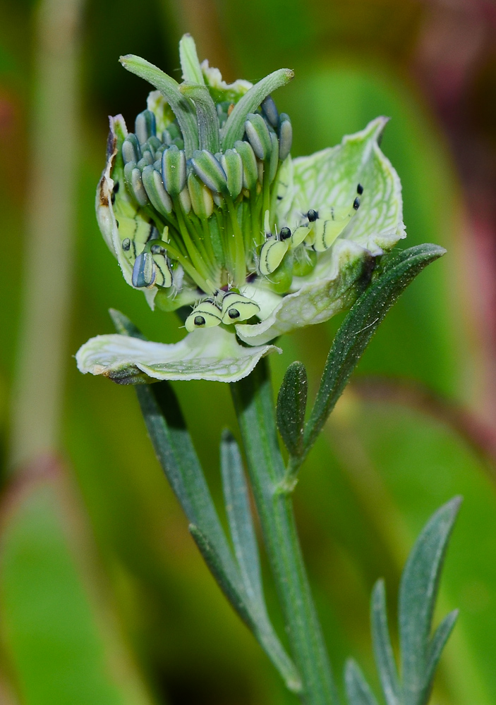 Image of Nigella arvensis specimen.