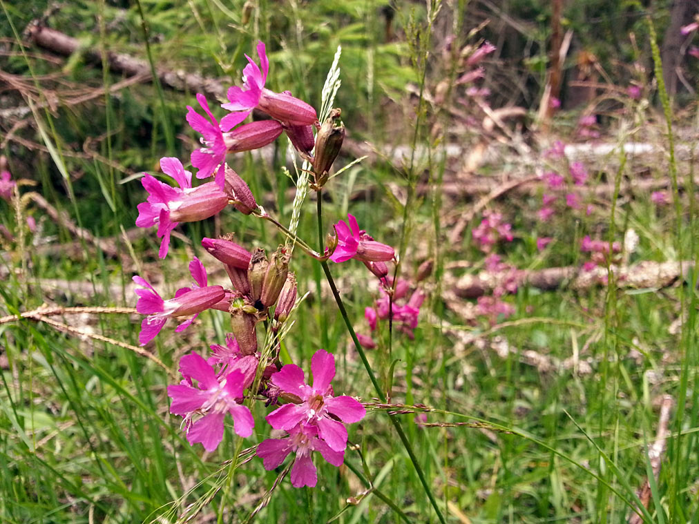 Изображение особи Viscaria vulgaris.