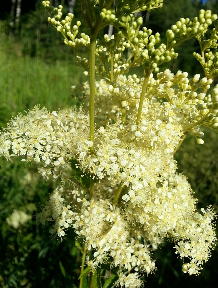 Image of Filipendula ulmaria specimen.