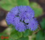 Ageratum houstonianum