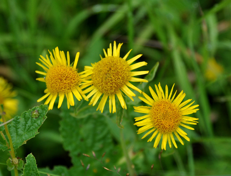 Изображение особи Inula britannica.