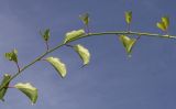 Actinidia arguta. Средняя часть побега. Германия, г. Дюссельдорф, Ботанический сад университета. 05.09.2014.