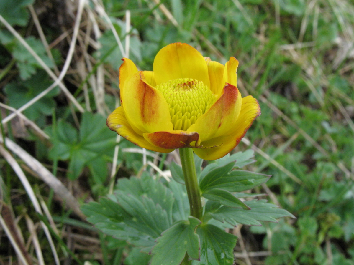 Изображение особи Trollius dschungaricus.