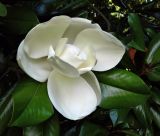 Magnolia grandiflora. Цветок и листья. Италия, Падуя (Padova), парк Giardini dell'Arena. Июль 2014 г.