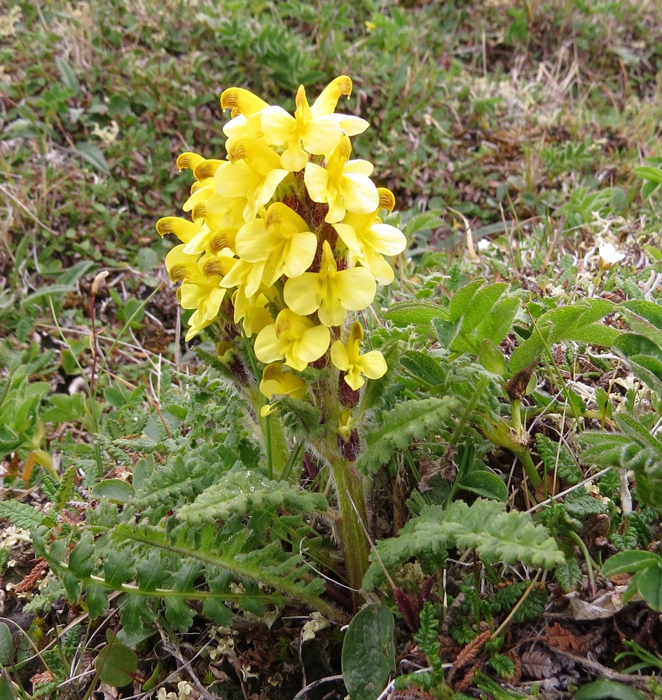 Image of Pedicularis oederi specimen.