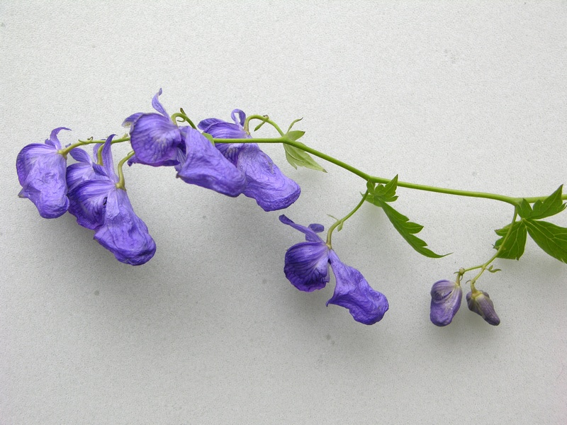 Image of Aconitum fischeri specimen.