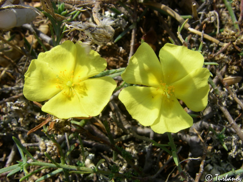 Image of Fumana procumbens specimen.