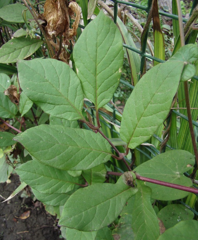 Image of Cobaea scandens specimen.