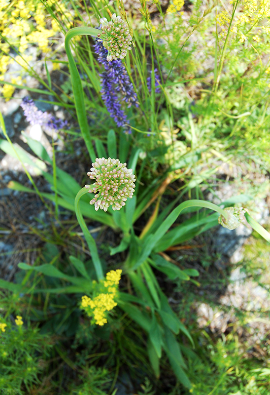 Image of Allium nutans specimen.