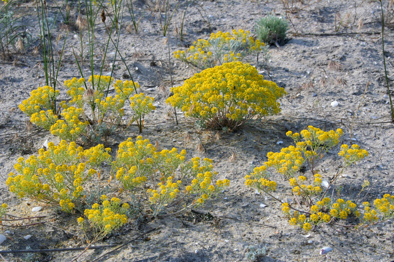 Image of Odontarrhena borzaeana specimen.