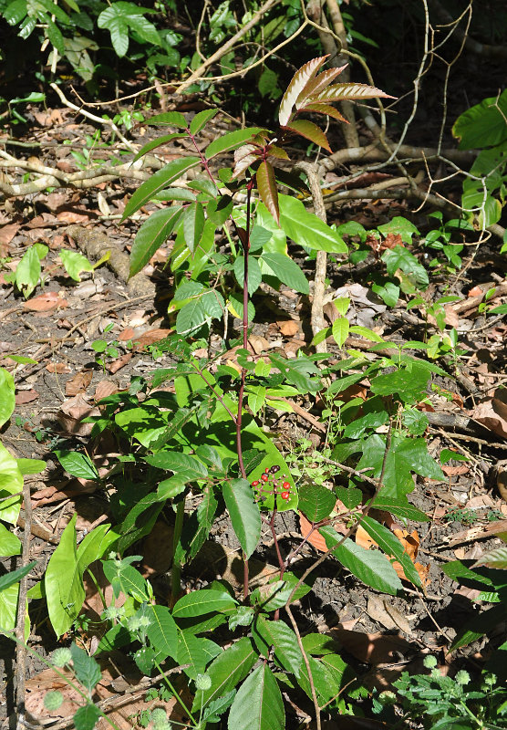 Image of Ampelopsis cantoniensis specimen.