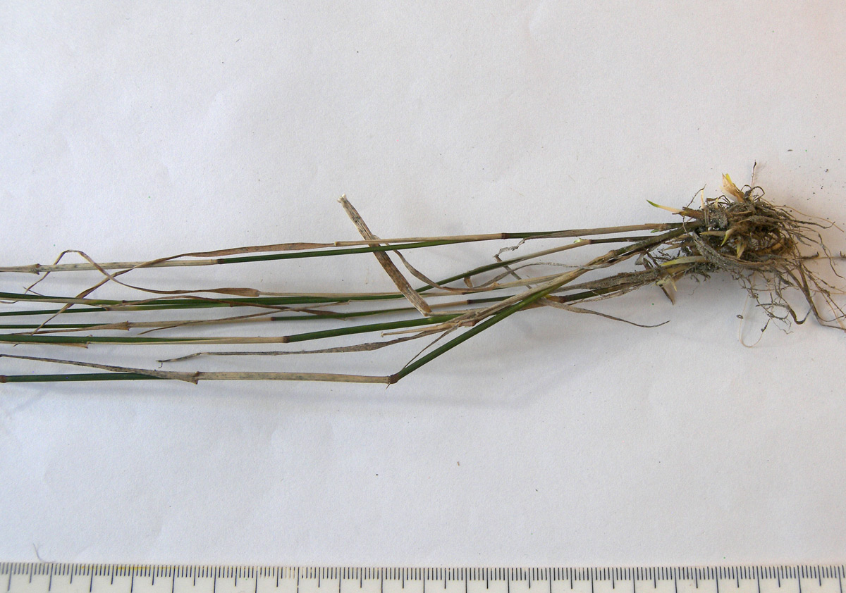 Image of Poa palustris specimen.