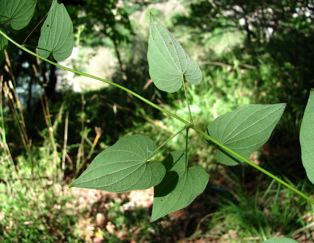 Изображение особи Dioscorea caucasica.