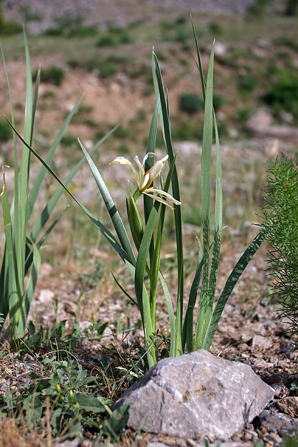 Изображение особи Iris halophila.