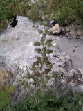 Salvia trautvetteri. Цветущее растение. Высота ~50 см. Южный Казахстан, горы Каракус. 07.05.2007.