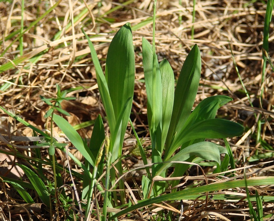 Image of Allium microdictyon specimen.