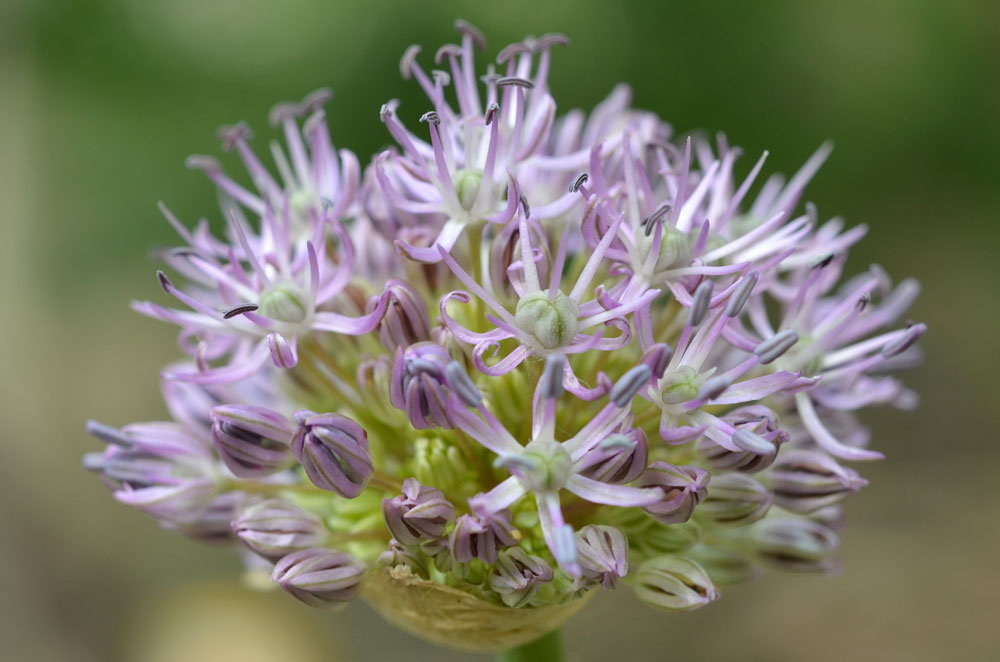 Image of Allium bekeczalicum specimen.