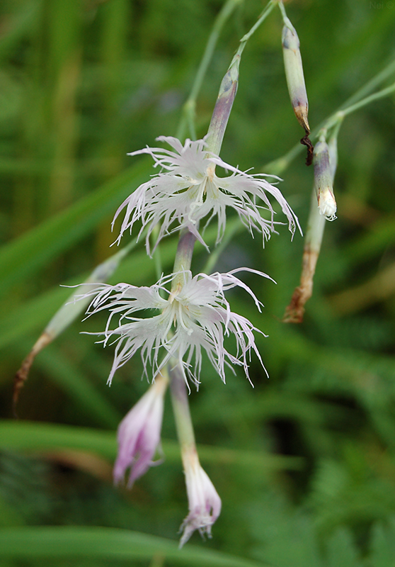 Image of Dianthus superbus specimen.