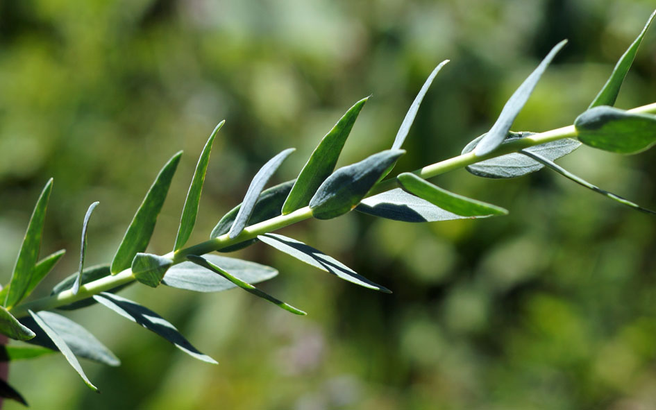 Image of Linum heterosepalum specimen.