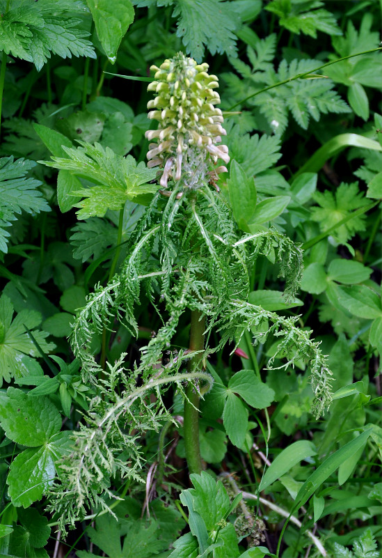 Изображение особи Pedicularis wilhelmsiana.