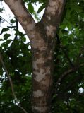 Смотреть изображение Fraxinus rhynchophylla