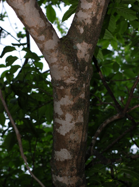 Image of Fraxinus rhynchophylla specimen.