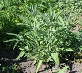 Salvia officinalis. Вегетирующее растение. Восточный Казахстан, Уланский р-н, с. Украинка, дачный участок. 12.08.2012.