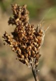 Plantago major. Аномально ветвящееся соплодие. Костромская обл., Судиславский р-н, окр. дер. Антипино, сорное на поле. 15.10.2015.