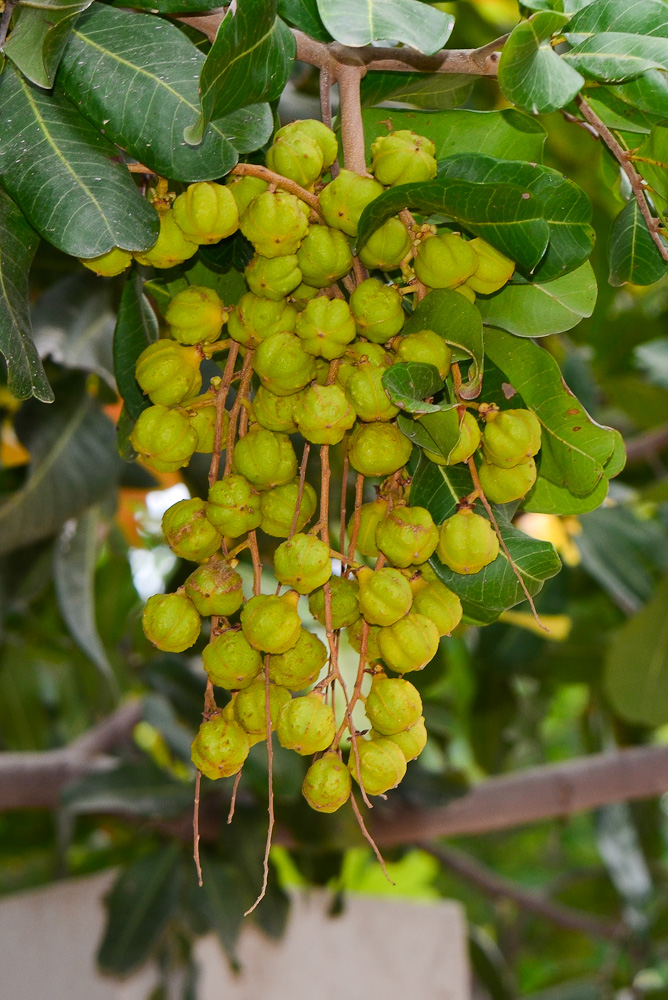 Image of Cupaniopsis anacardioides specimen.