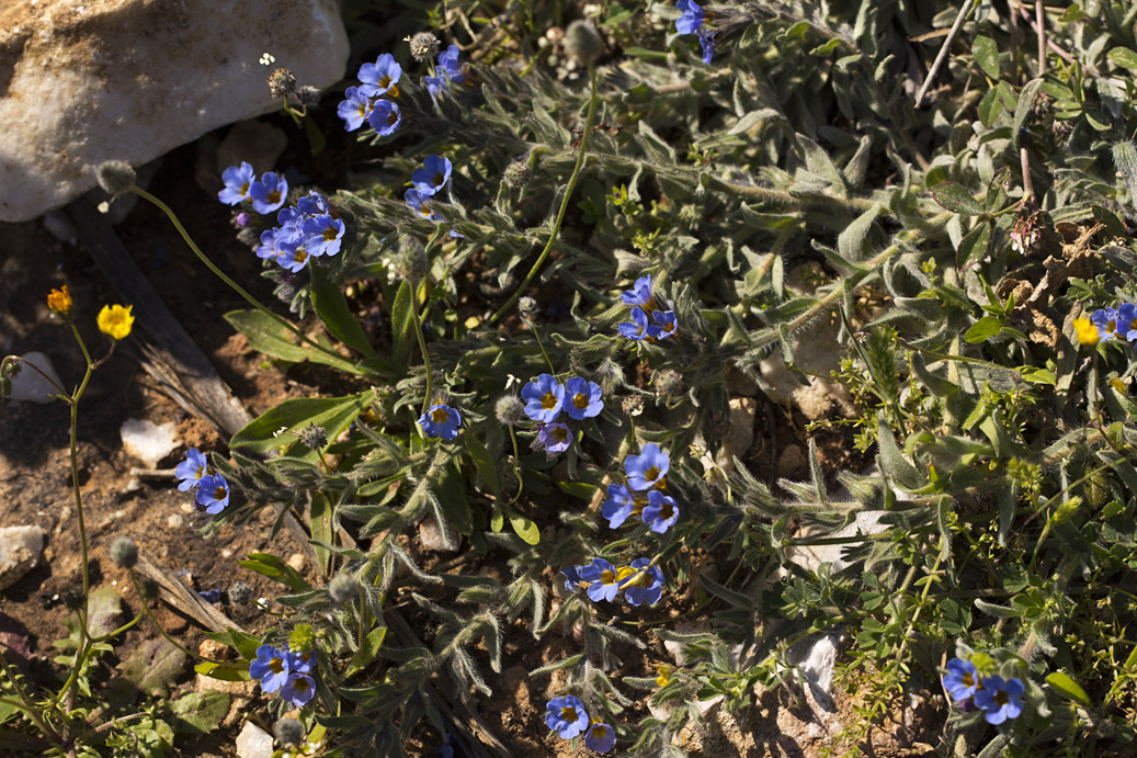 Image of Alkanna areolata specimen.