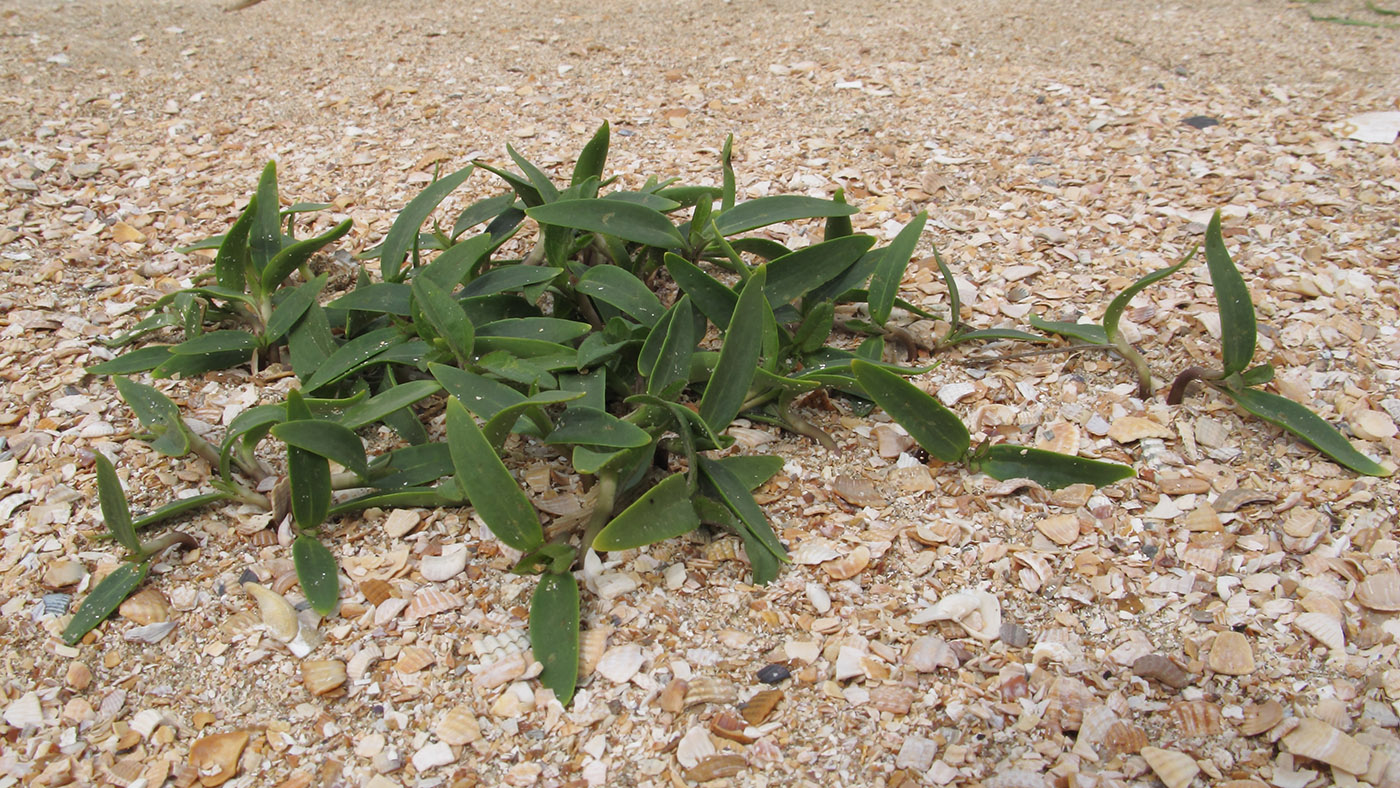 Image of genus Xanthium specimen.