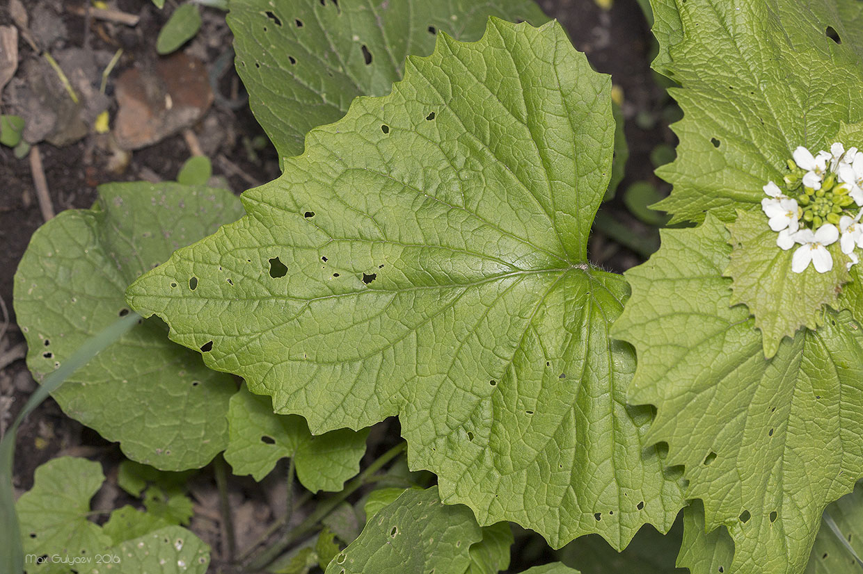 Image of Alliaria petiolata specimen.