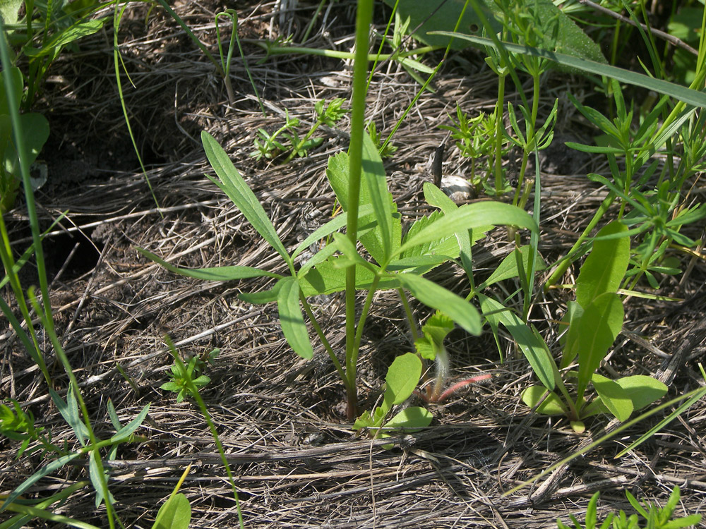 Image of Ranunculus pedatus specimen.