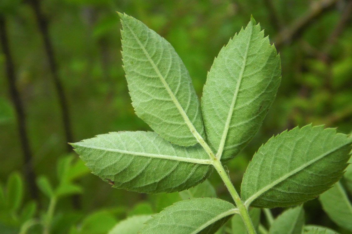 Image of Rosa corymbifera specimen.