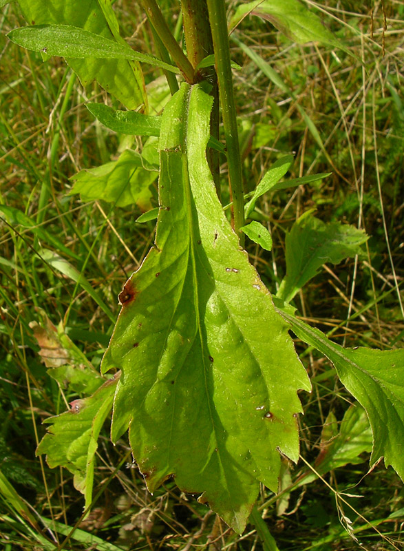 Image of Erigeron annuus specimen.