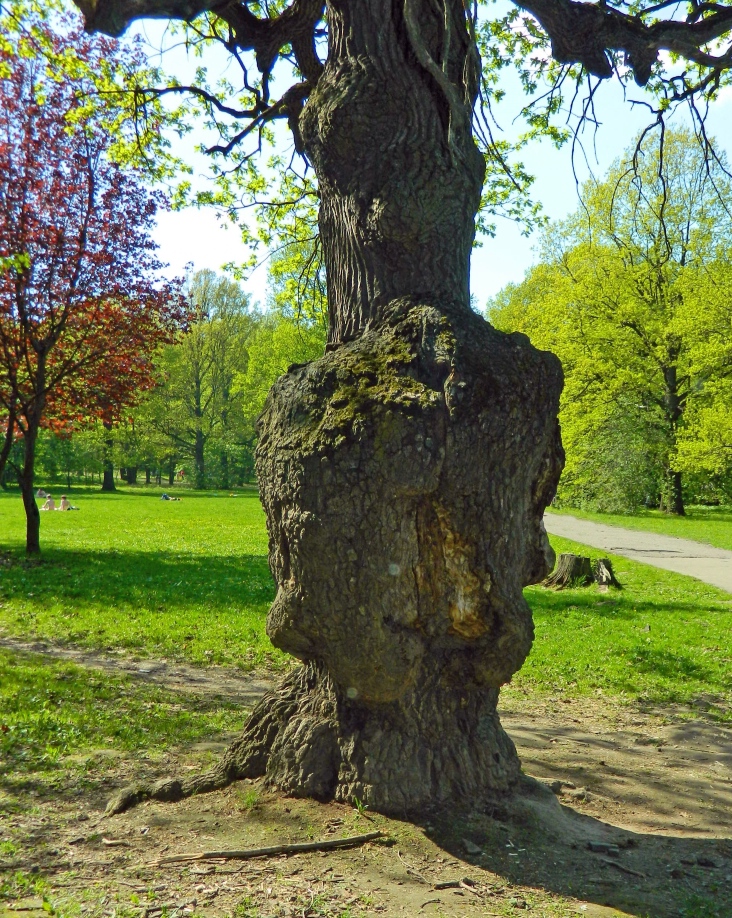 Изображение особи Quercus robur.