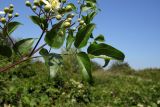 Clematis vitalba. Часть побега с соцветием. Республика Адыгея, г. Майкоп, восточная окраина города, пустырь. 30.07.2016.