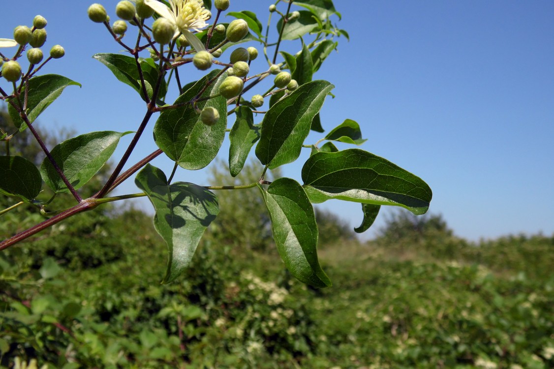 Изображение особи Clematis vitalba.