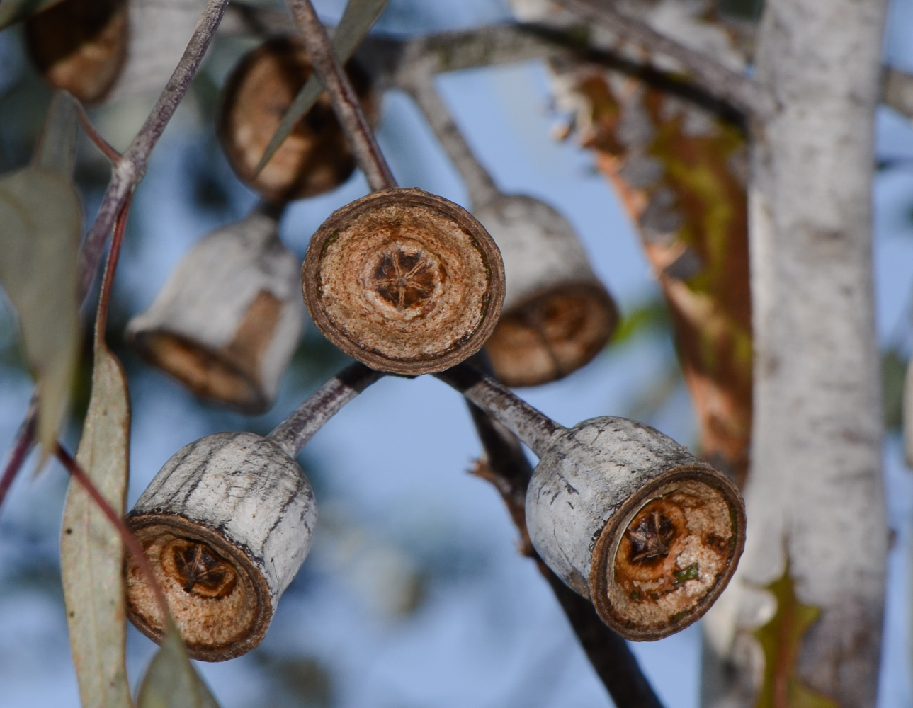 Image of Eucalyptus caesia specimen.