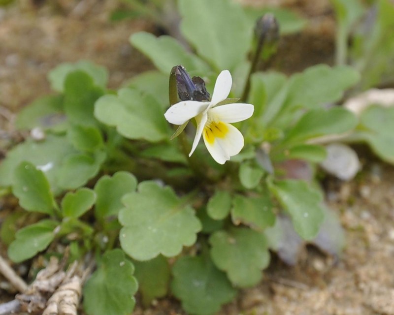 Image of Viola arvensis specimen.