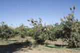 Phragmites australis. Плодоносящие растения у деревьев Citrus maxima. Израиль, южная Арава, между киббуцами Элифаз и Самар, сельскохозяйственные угодья киббуца Элифаз, сорное. 16.02.2016.