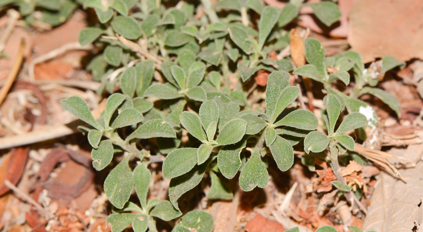 Image of Galenia pubescens specimen.